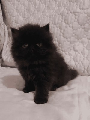 PERSA TOPSHOW - Macho Preto - Image 6