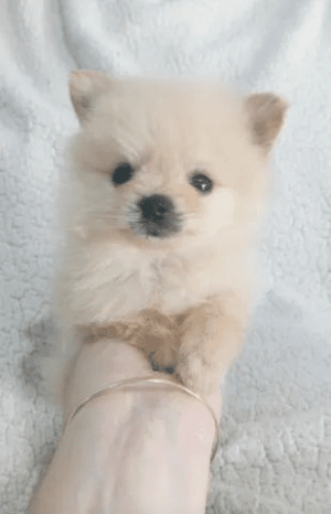 Spitz Alemão Anão perfeito