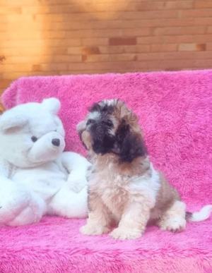 Shih Tzu linda - Image 5