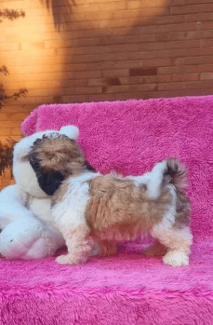 Shih Tzu linda - Image 2