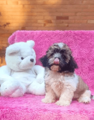 Shih Tzu linda