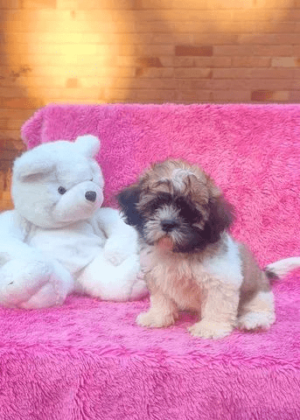 Shih Tzu linda - Image 4