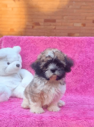 Shih Tzu linda - Image 3