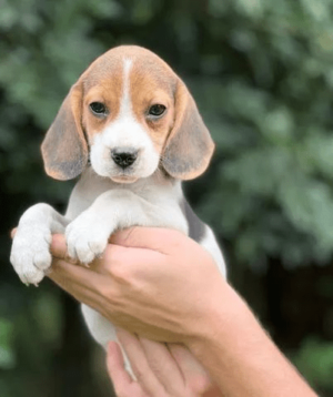 beagles, beagle perfeitos