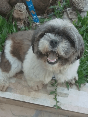 Cachorro Schih Tzu com 1 ano e não - Image 4