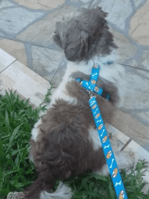 Cachorro Schih Tzu com 1 ano e não - Image 2