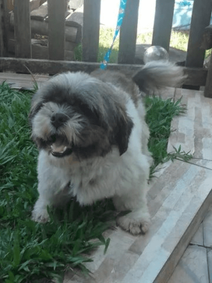 Cachorro Schih Tzu com 1 ano e não - Image 5