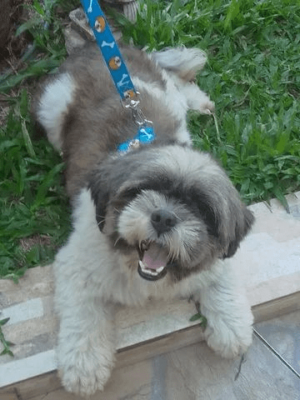 Cachorro Schih Tzu com 1 ano e não - Image 3