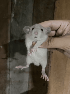 Ratos twister Dumbo - Image 6