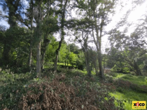 Terreno para Venda em Picada Café, São João - Image 4