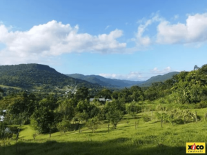 Terreno para Venda em Picada Café, São João - Image 3