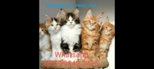 Gatos maine coon machos e fêmeas pronta entrega envio pra todo Brasil