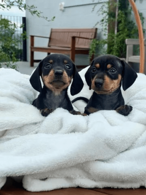 linguicnha, dachshund, cofap lindos.