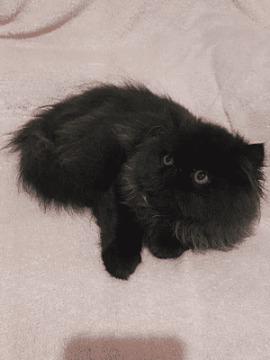 PERSA TOPSHOW - Macho Preto - Image 3