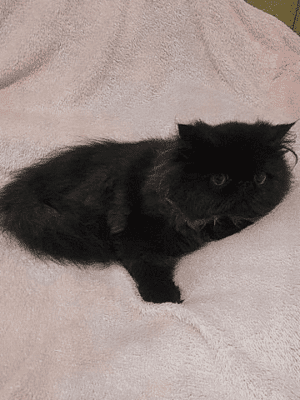PERSA TOPSHOW - Macho Preto - Image 6
