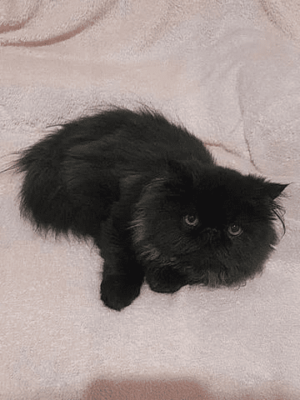 PERSA TOPSHOW - Macho Preto - Image 4