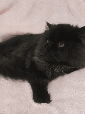 PERSA TOPSHOW - Macho Preto