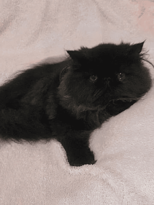PERSA TOPSHOW - Macho Preto - Image 2