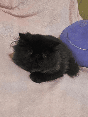 PERSA TOPSHOW - Macho Preto - Image 5