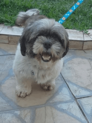 Cachorro Schih Tzu com 1 ano e não
