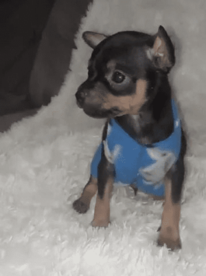 Pinscher macho zerinho