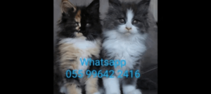 Gatos maine coon machos e fêmeas pronta entrega envio pra todo Brasil - Image 4