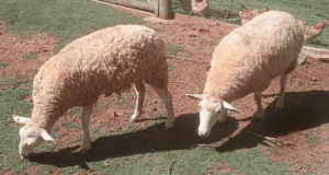 Duas ovelhas fêmeas