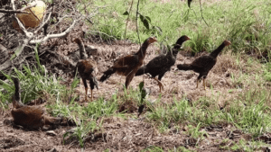 1frango e3frangas filhos da pintada.