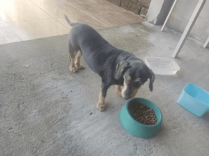 Doação  responsável de cachorra castrada - Image 2