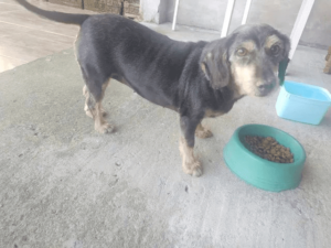 Doação  responsável de cachorra castrada