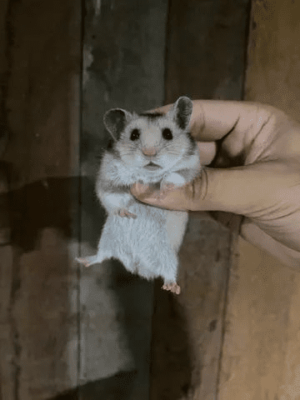 Hamster sírio - Image 2