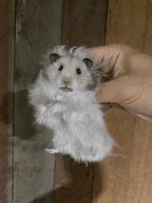 Hamster sírio