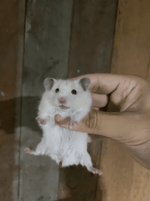Hamster sírio - Image 3