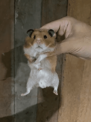 Hamster sírio - Image 5