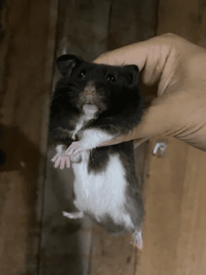 Hamster sírio - Image 6