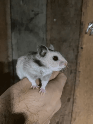 Hamster sírio - Image 4