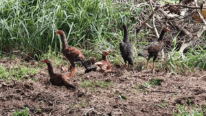 1frango e3frangas filhos da pintada. - Image 3
