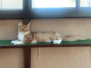 Maine Coon - Image 4