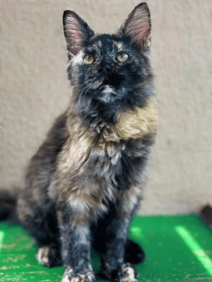 Maine Coon - Image 2