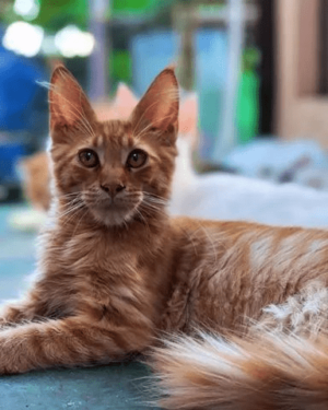 Maine Coon