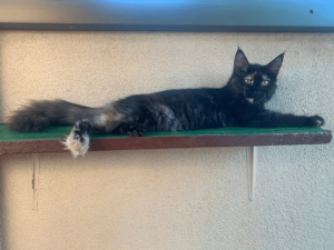 Maine Coon - Image 5