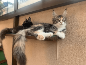 Maine Coon - Image 3