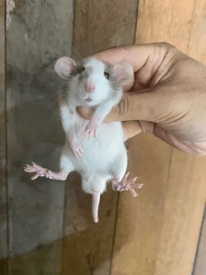 Ratos twister Dumbo