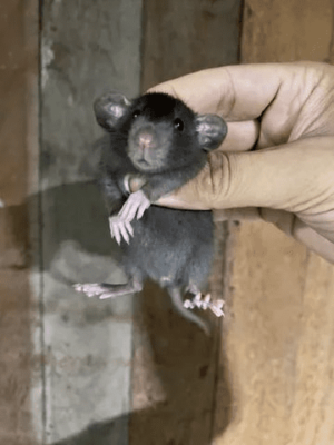 Ratos twister Dumbo - Image 4