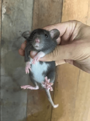 Ratos twister Dumbo - Image 3