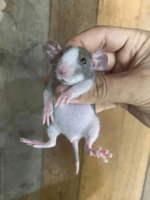 Ratos twister Dumbo - Image 2
