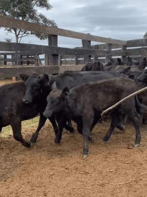 25 Terneiras Angus 1.400,00 - Image 2