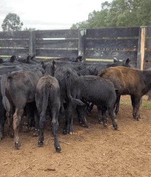 25 Terneiras Angus 1.400,00
