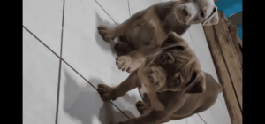 Filhotes de PITMONSTER com pedigree !!!!! - Image 2