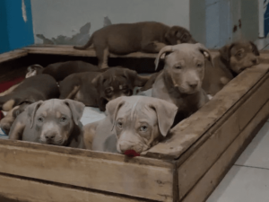 Filhotes de PITMONSTER com pedigree !!!!! - Image 3